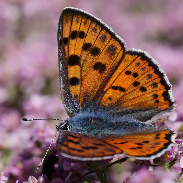 Lycaena alciphron (nevadensis)