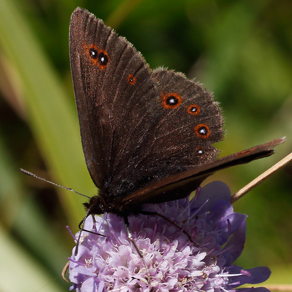 Erebia oeme