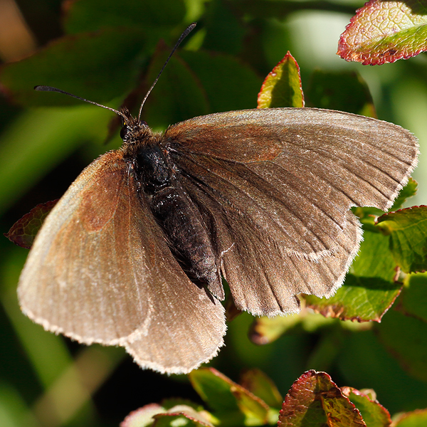 Erebia manto (constans)