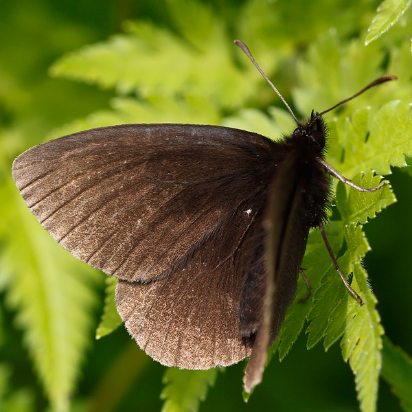 Erebia manto (constans)