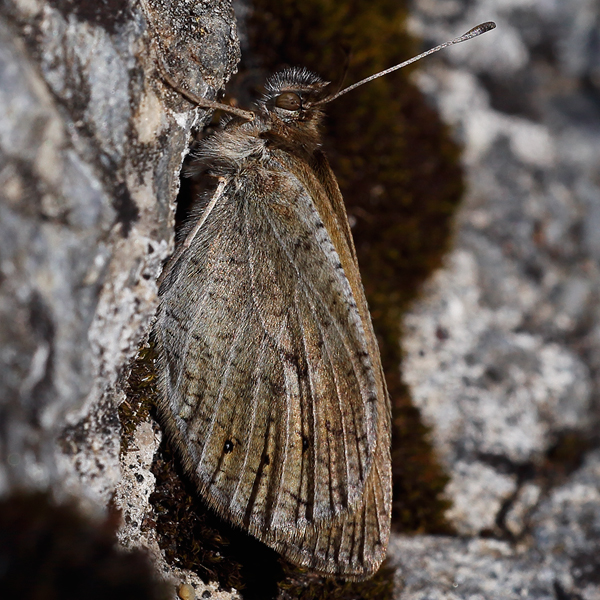 Erebia arvernensis