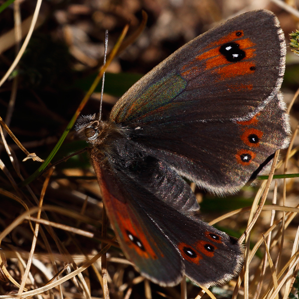 Erebia arvernensis