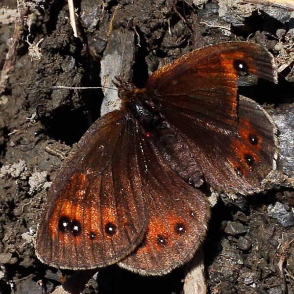 Erebia gorgone