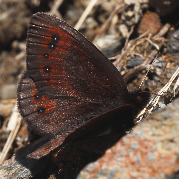 Erebia gorgone