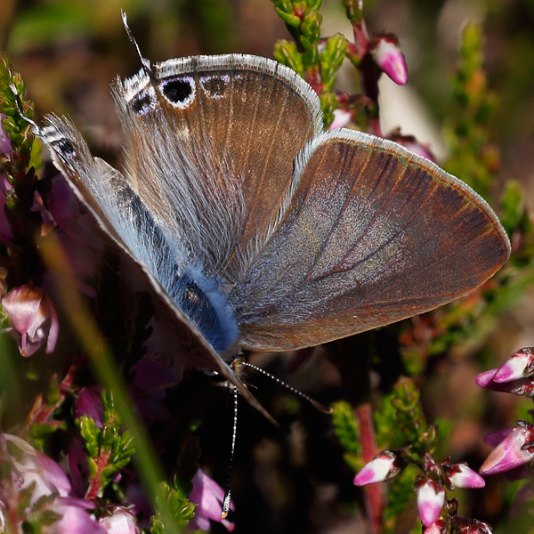 Lampides boeticus