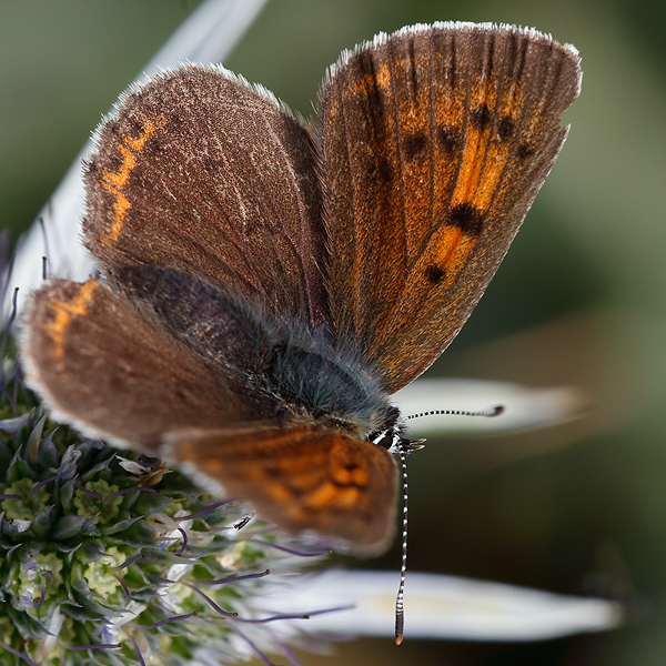 Lycaena hippothoe