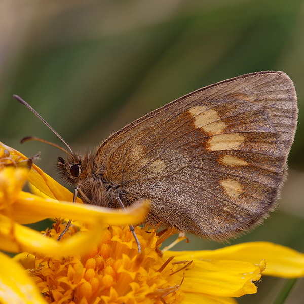 Erebia manto