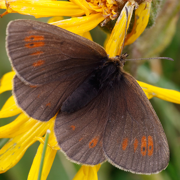 Erebia manto