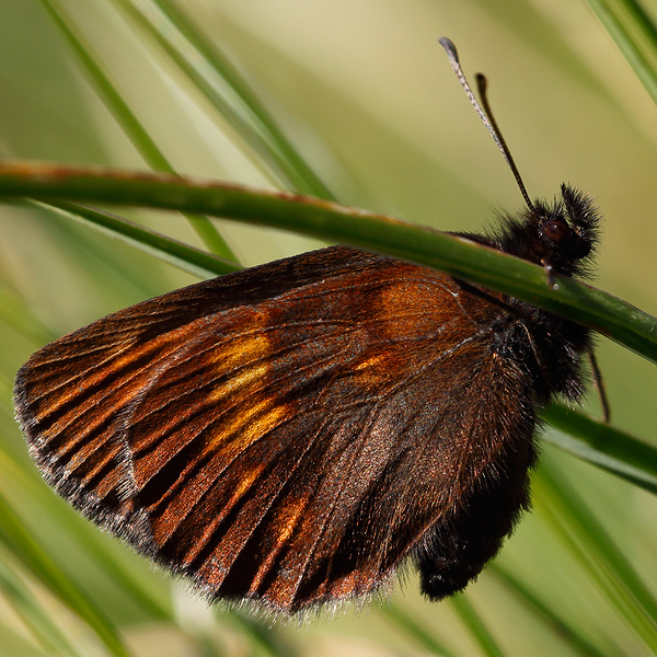 Erebia manto