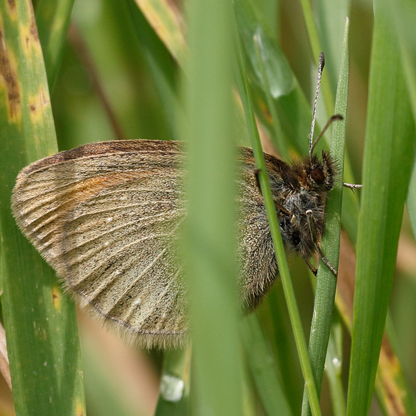 Erebia claudina