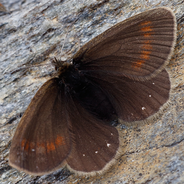 Erebia claudina