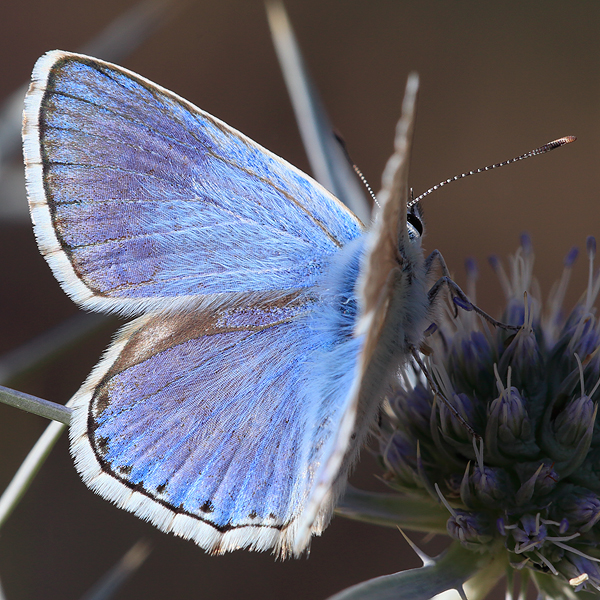 Polyommatus corydonius