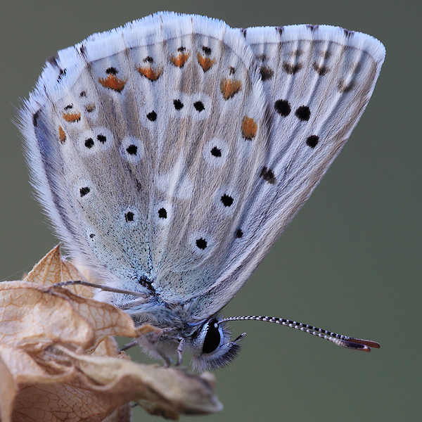 Polyommatus corydonius