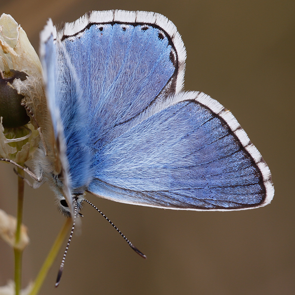 Polyommatus corydonius