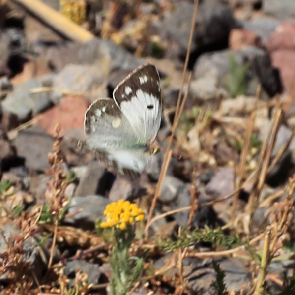 Colias chlorocoma