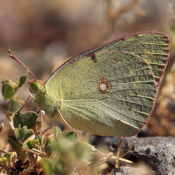 Colias chlorocoma