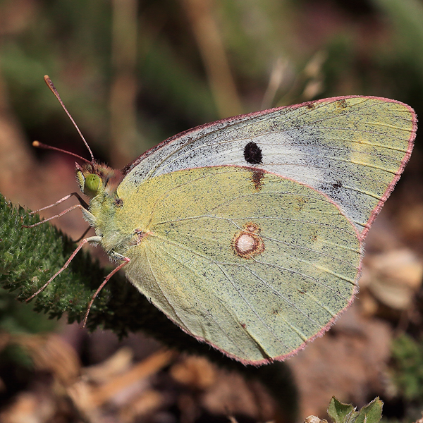 Colias chlorocoma