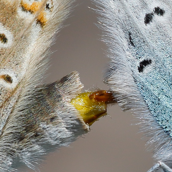 Polyommatus aedon