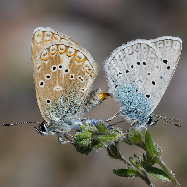 Polyommatus aedon