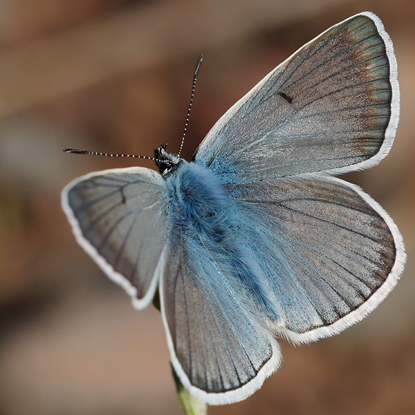 Polyommatus aedon