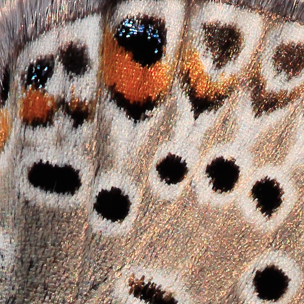 Polyommatus loewii