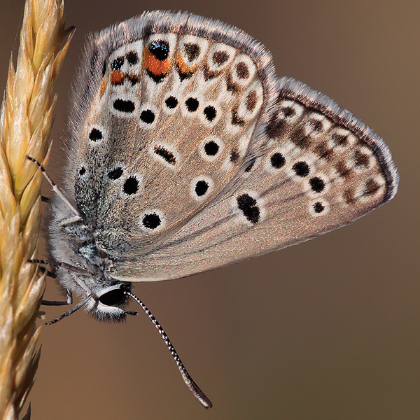 Polyommatus loewii