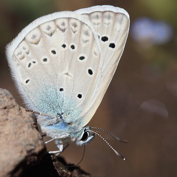 Polyommatus aedon