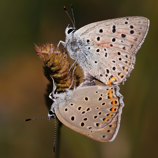 Lycaena alciphron (melibaeus)