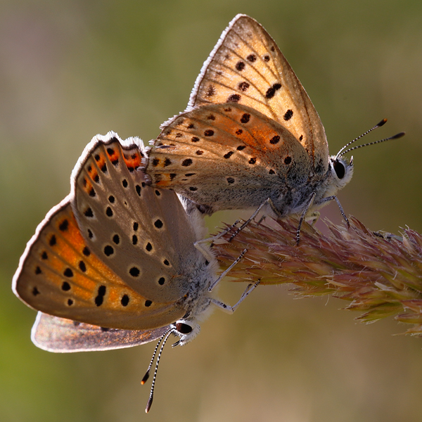 Lycaena alciphron (melibaeus)