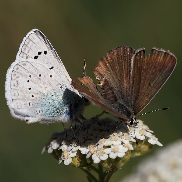 Polyommatus aedon