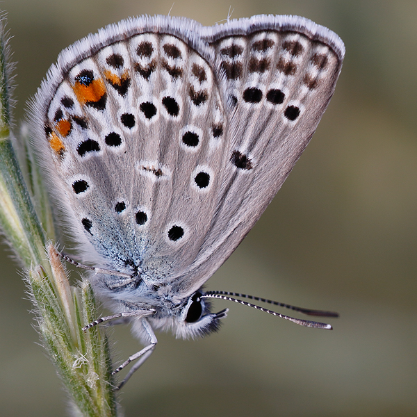 Polyommatus loewii