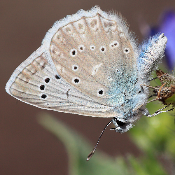 Polyommatus daphnis