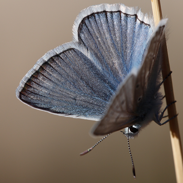 Polyommatus daphnis