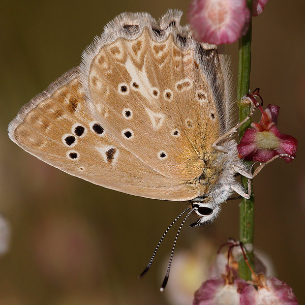 Polyommatus daphnis