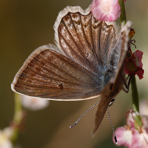 Polyommatus daphnis