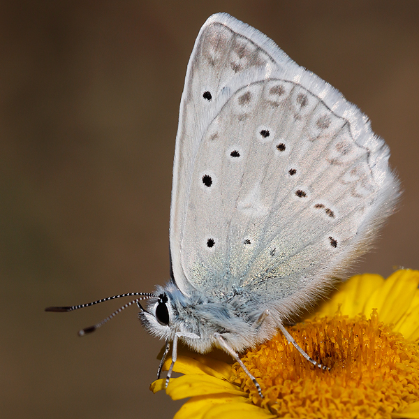 Polyommatus daphnis