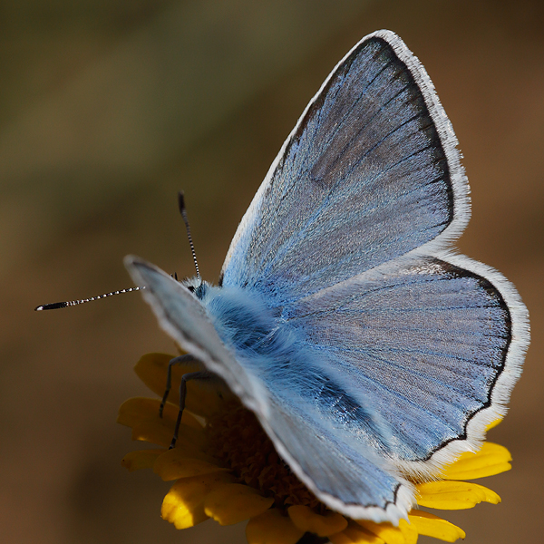 Polyommatus daphnis