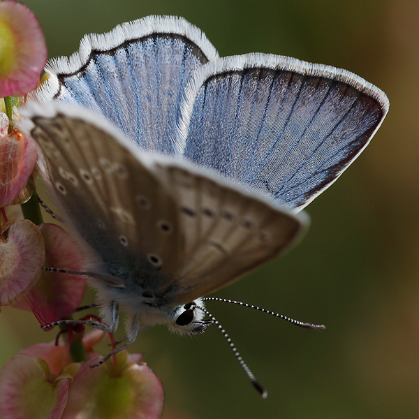 Polyommatus daphnis