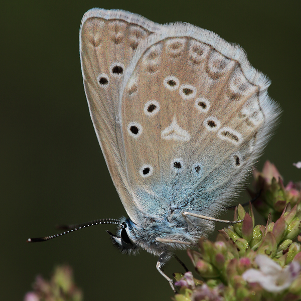 Polyommatus daphnis