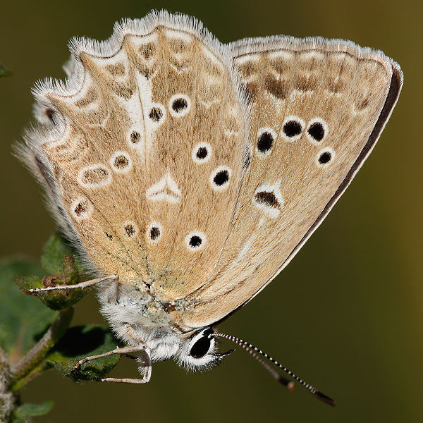 Polyommatus daphnis