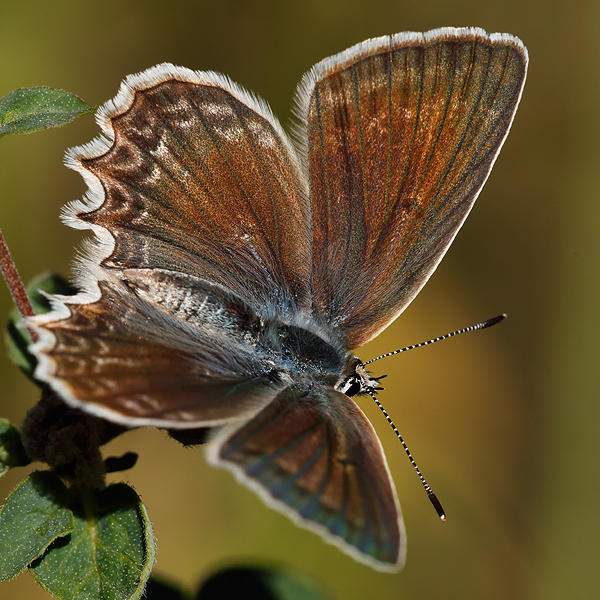 Polyommatus daphnis