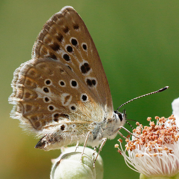 Polyommatus daphnis