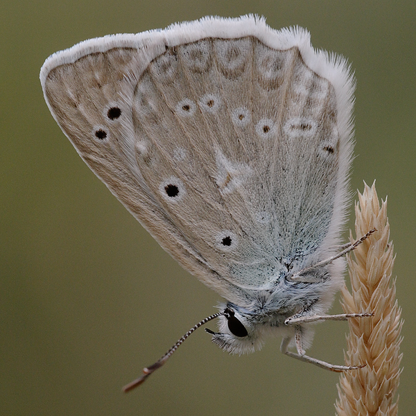 Polyommatus daphnis