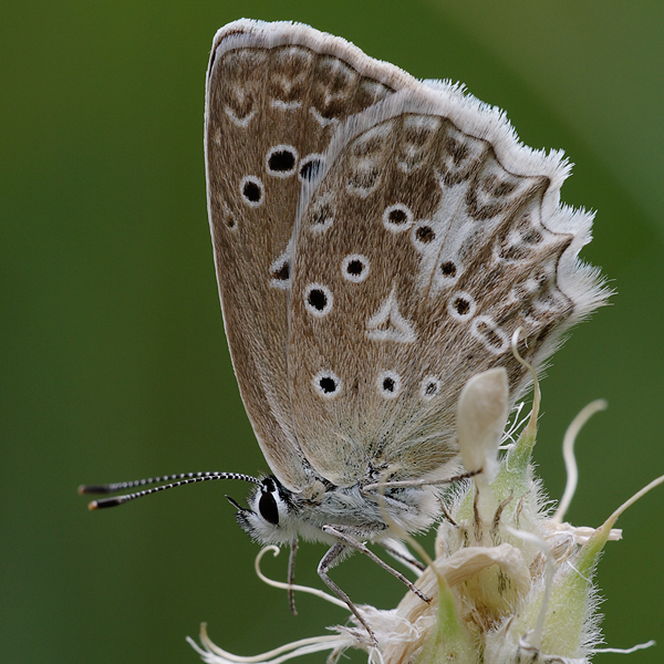 Polyommatus daphnis