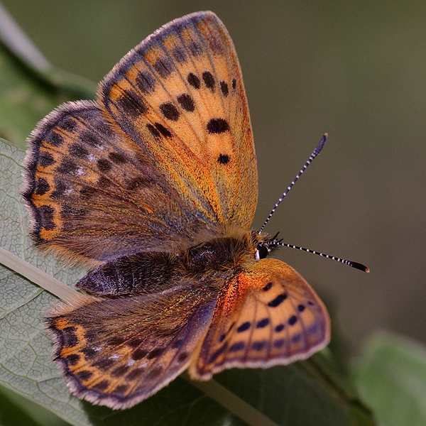 Lycaena virgaureae (montanus)