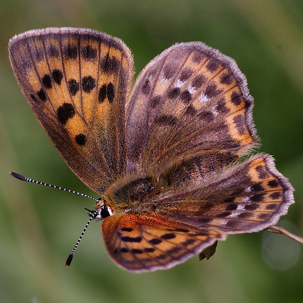 Lycaena virgaureae (montanus)