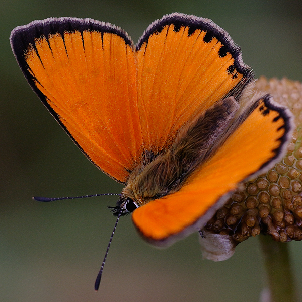 Lycaena virgaureae (montanus)