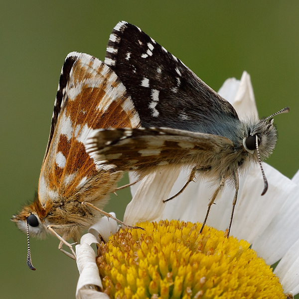 Pyrgus carlinae