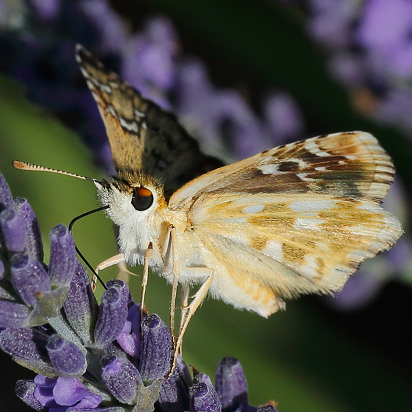 Pyrgus foulquieri