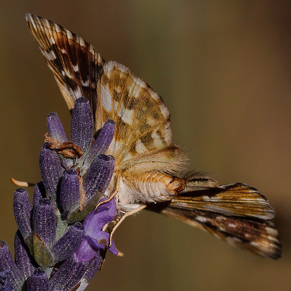 Pyrgus foulquieri